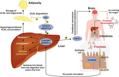 Fructose and Non-Alcoholic Steatohepatitis